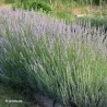 Huile essentielle de Lavandin super de Provence