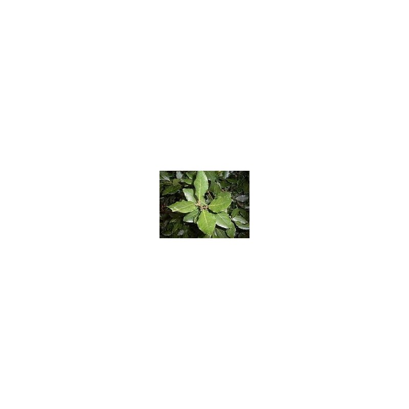 Huile essentielle de Laurier Noble