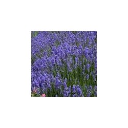 Eau florale de lavande vraie bio de Haute Provence