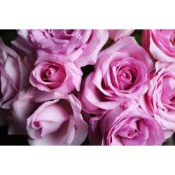 Eau florale de rose de Damas Bio