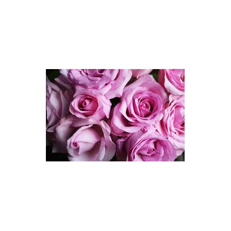 Eau florale de rose de Damas Bio