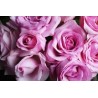 Eau florale de rose de Damas Bio
