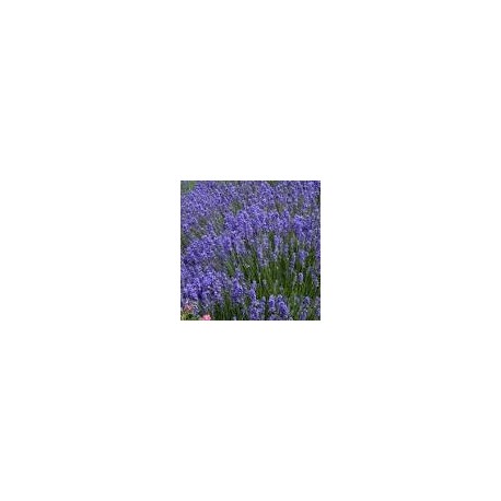 Eau florale de lavande Bio