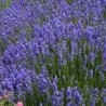 Eau florale de lavande Bio