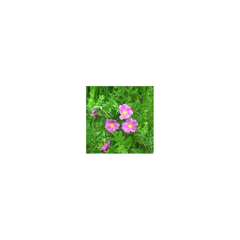 Huile de rose musquée