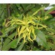 Huile essentielle d'Ylang Ylang