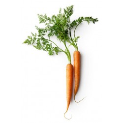 Eau de carotte