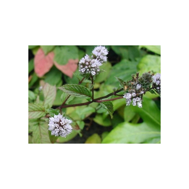 Huile essentielle de menthe poivrée (Inde)