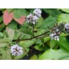Huile essentielle de menthe poivrée (Inde)