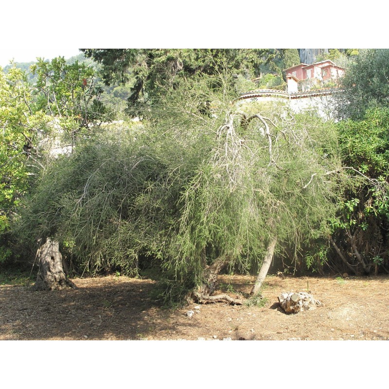 Huile essentielle de tea tree