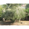 Huile essentielle de tea tree