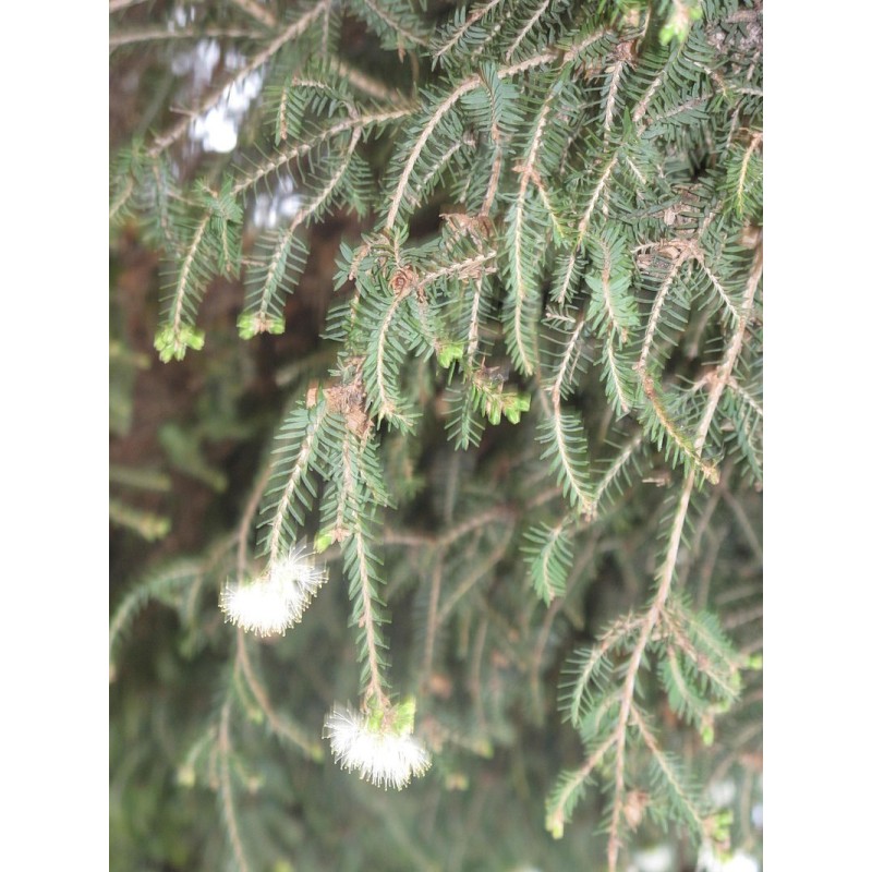 Huile essentielle de tea tree