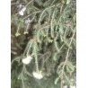 Huile essentielle de tea tree