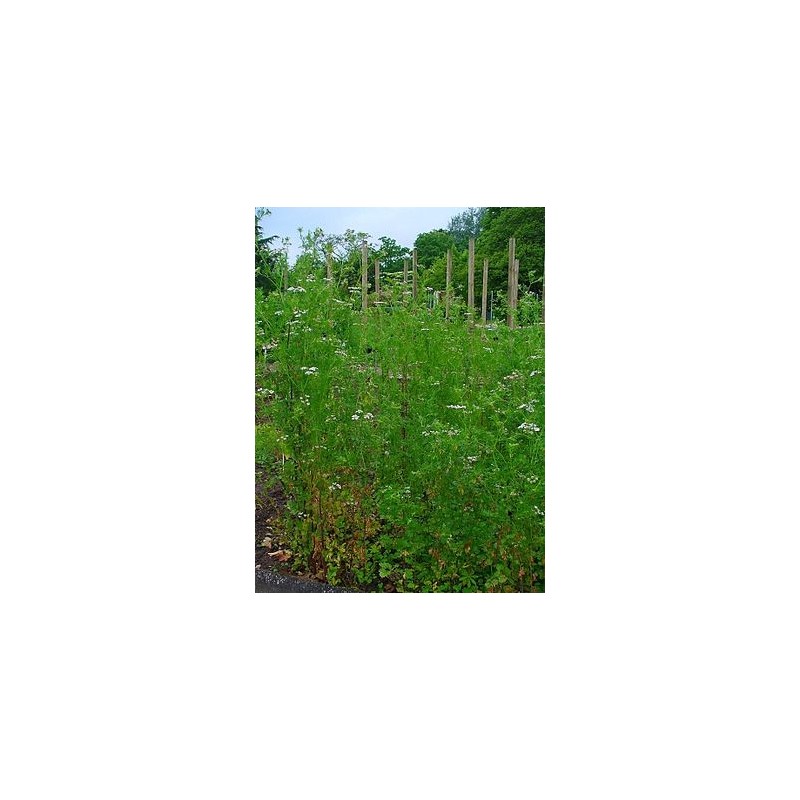 Huile essentielle de Coriandre