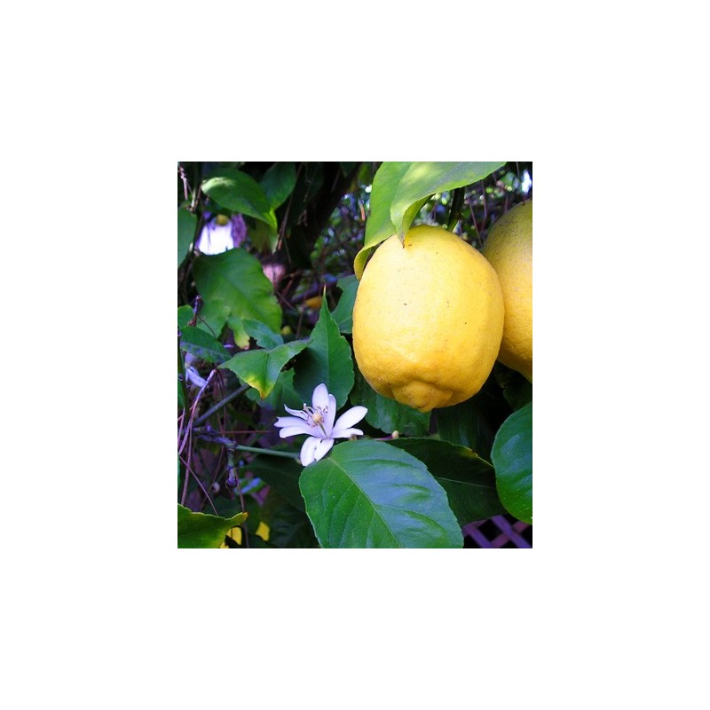 Huile essentielle de citron jaune