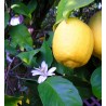 Huile essentielle de citron jaune