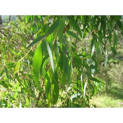 Huile essentielle d'Eucalyptus radié